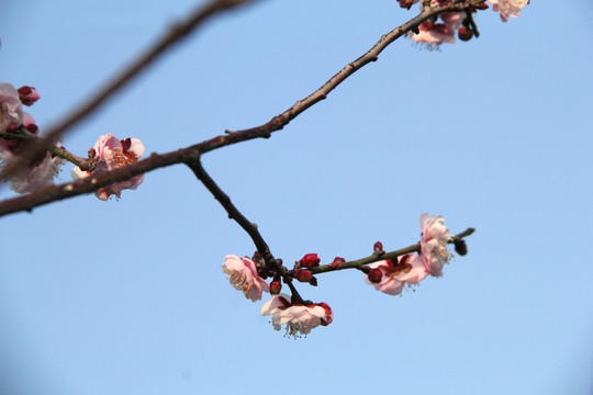 盛开的梅花