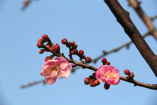 盛开的梅花