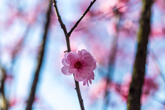 桃花盛开微距细节摄影图