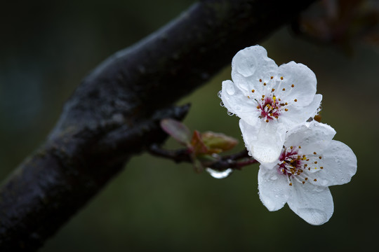 白梅花