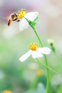 蜜蜂采蜜