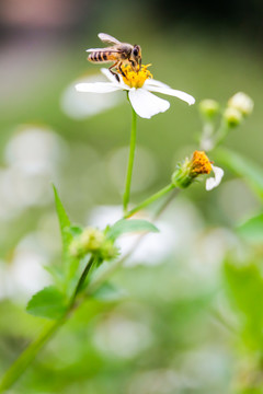 蜜蜂采蜜