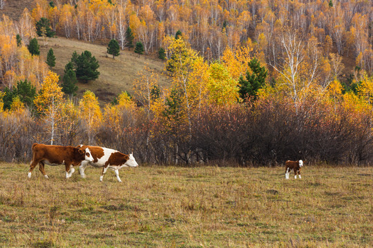 秋季牧场森林牛群