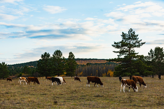 秋季森林牧场牛群