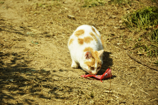 小奶猫吃食物