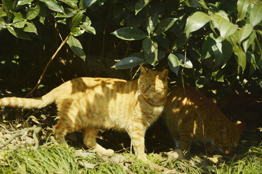 树下流浪猫