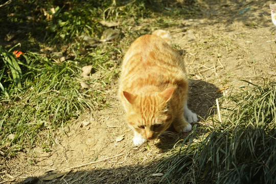 一只流浪橘猫