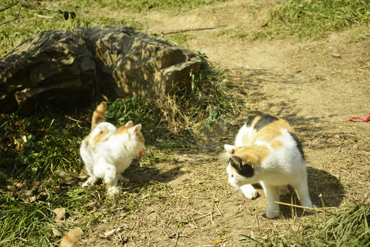 两只花猫