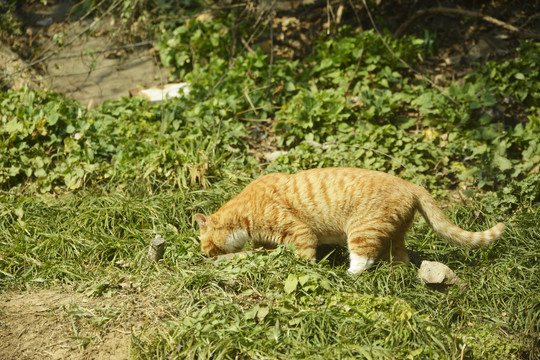 觅食的橘猫