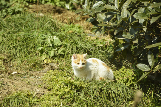 可爱的小猫