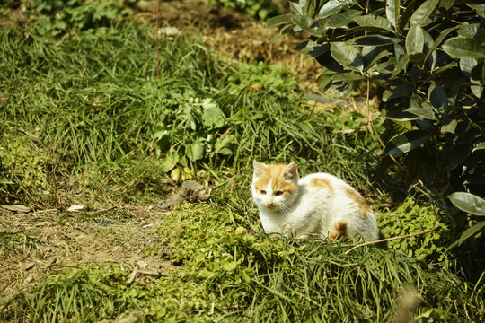 小奶猫