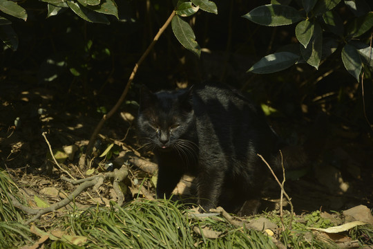 只黑猫