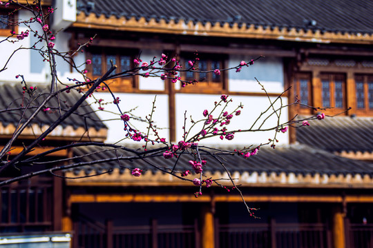 梅花和古建筑