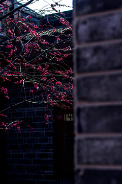 梅花和古建筑