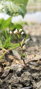 缬草