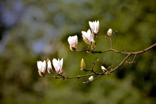 玉兰花