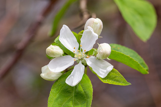 李子树开花