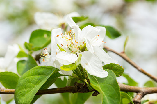 李子树开花