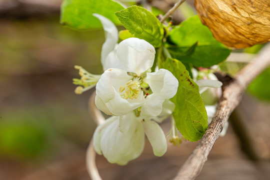 李子树开花