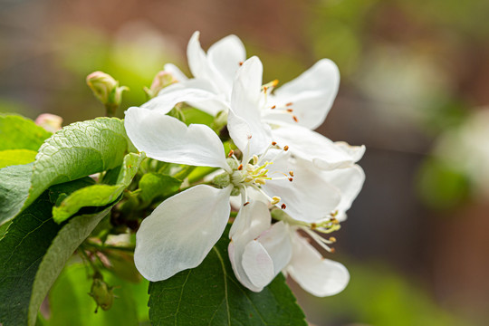 李子树开花