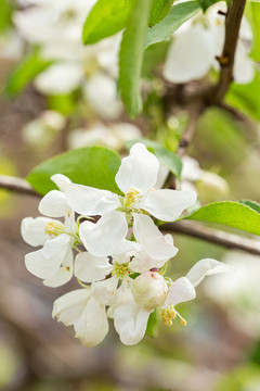 李子树开花