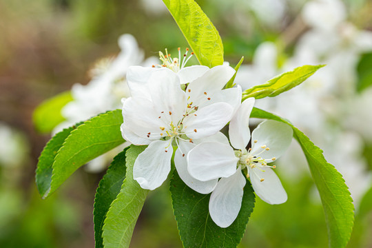 李子花