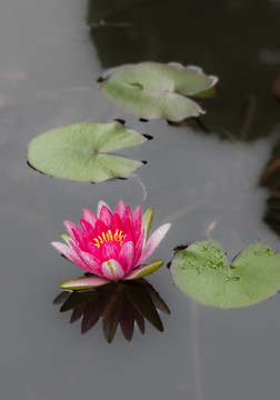 莲花