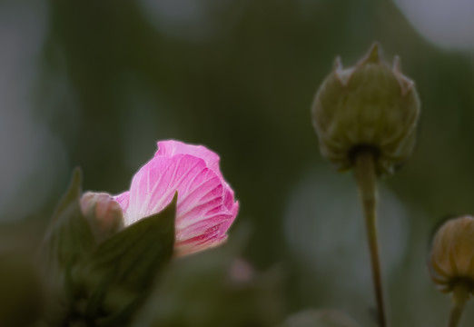 木芙蓉