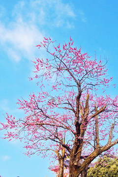 南京梅花山梅王