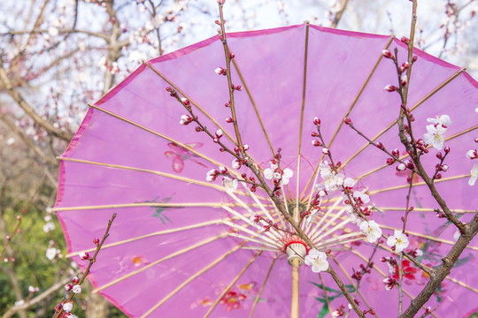 梅园花纸伞