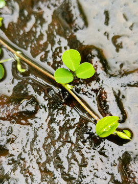 雨后的小绿植