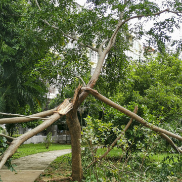 台风过后折断的树木