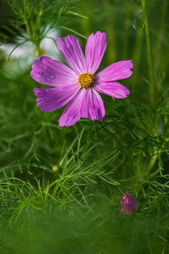 格桑花