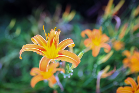 萱草黄花菜