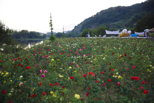 玫瑰花海