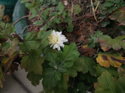 小白菊