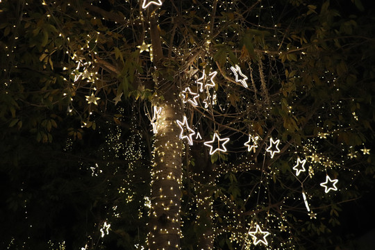 厦门随拍夜景树上的星星