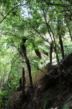 新西兰奥克兰北岸海滩树蕨