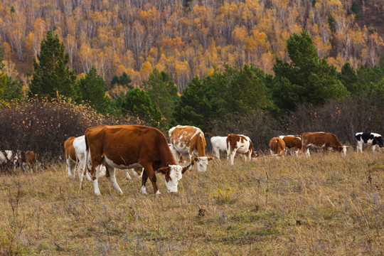 秋季牛群牧场森林