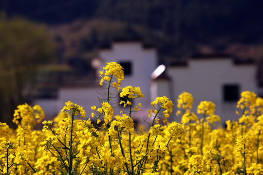 油菜花