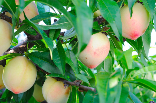 桃子种植