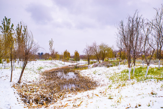 昆明湿地雪景