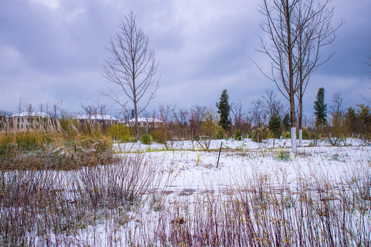 昆明滇池湿地雪景