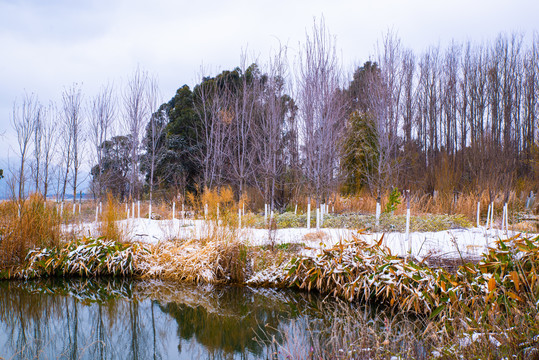 昆明滇池湿地雪景