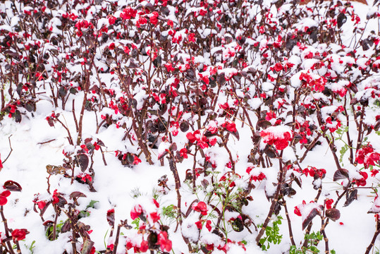 雪地海棠花