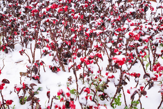 雪地海棠花