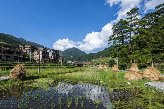 山村水稻田