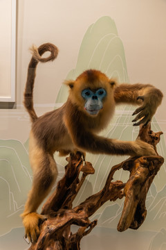 川金丝猴标本