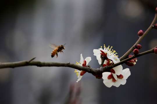 蜜蜂采蜜