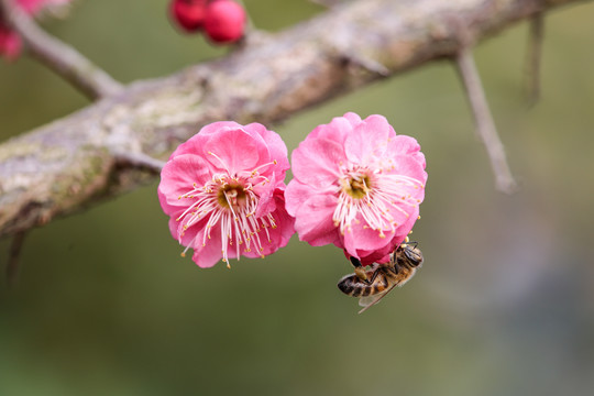 蜜蜂采蜜